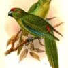 Illustration of extinct Lord Howe Island Parakeets