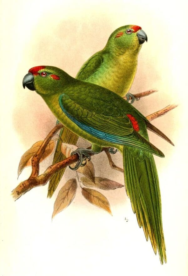 Illustration of extinct Lord Howe Island Parakeets