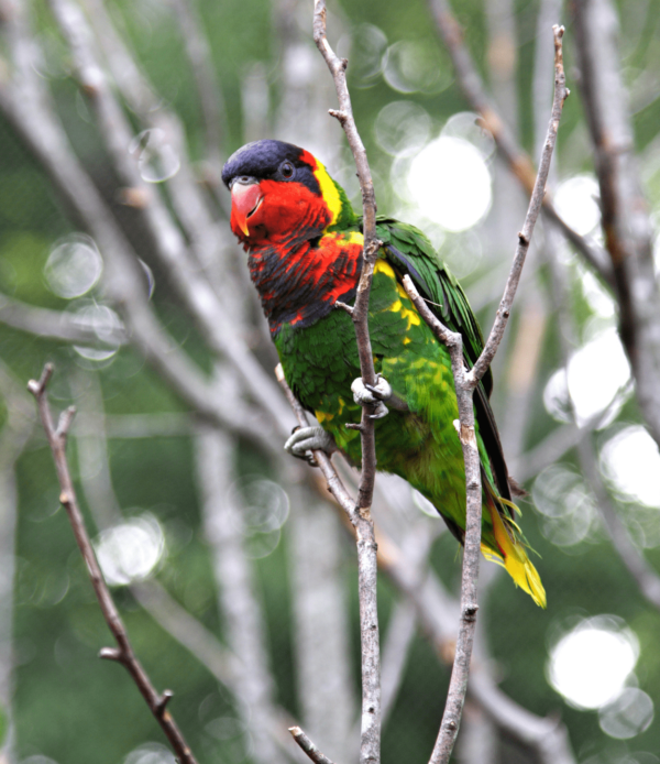 A wild Ornate Lorikeet perches on a twig