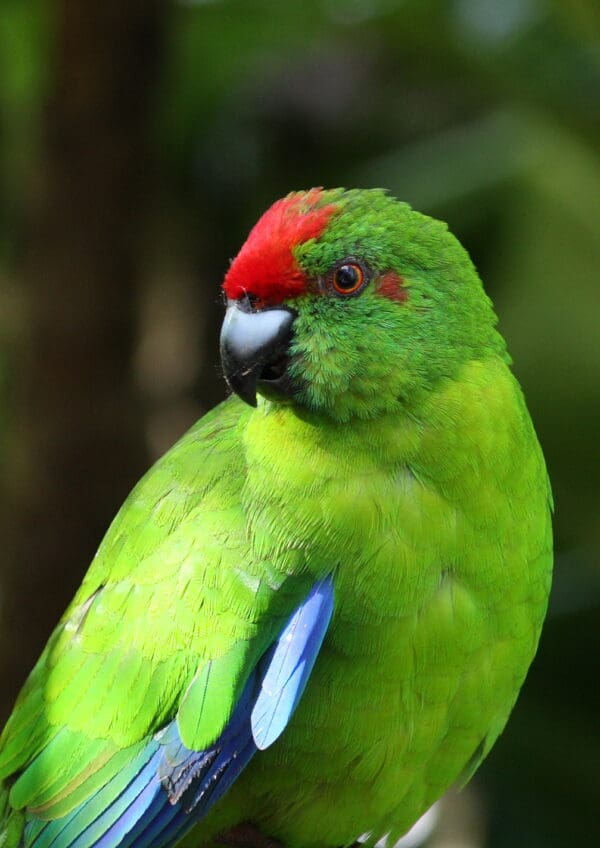 A closeup of a wild Tasman Parakeet