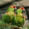 Thick-billed Parrots perch on a pine branch, Cincinnati Zoo USA