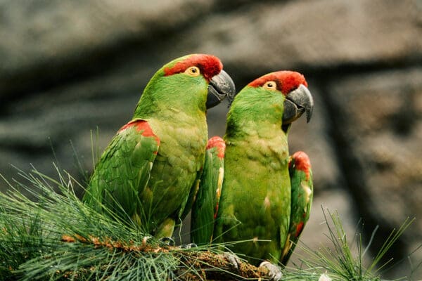 Thick-billed Parrots perch on a pine branch, Cincinnati Zoo USA