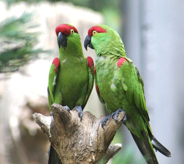 Thick-billed Parrots perch on a stump