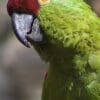 A closeup of a Thick-billed Parrot, Edinburgh Zoo UK