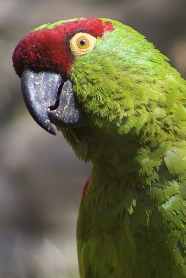A closeup of a Thick-billed Parrot, Edinburgh Zoo UK
