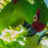 A Thick-billed Parrot feeds on lettuce at Phoenix Zoo, USA