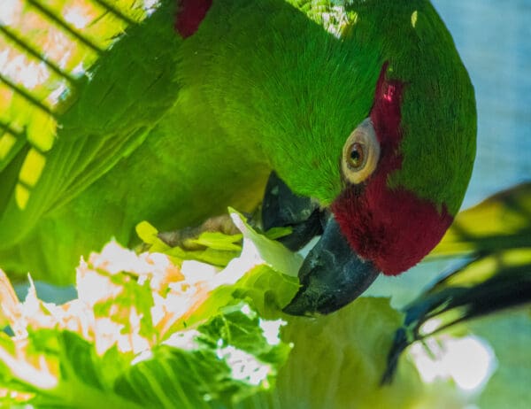 A Thick-billed Parrot feeds on lettuce at Phoenix Zoo, USA