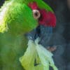 A Thick-billed Parrot feeds on lettuce at Phoenix Zoo, USA