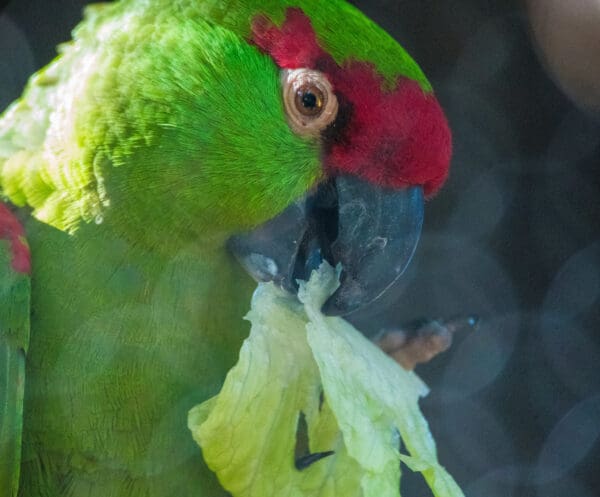 A Thick-billed Parrot feeds on lettuce at Phoenix Zoo, USA