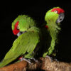 Thick-billed Parrots at Cincinnati Zoo, USA perch on a log