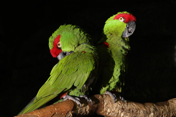Thick-billed Parrots at Cincinnati Zoo, USA perch on a log