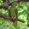 A wild Tucumán Amazon perches in a tree