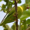 © Cláudio Dias Timm from Rio Grande do Sul, CC BY-SA 2.0 via Wikimedia Commons A wild Tui Parakeet perches in a tree