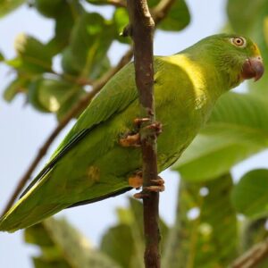 A wild Tui Parakeet perches in a tree