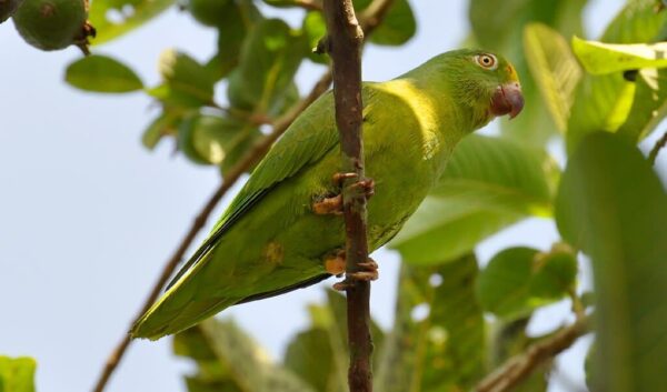 A wild Tui Parakeet perches in a tree