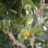 Wild Tui Parakeets feed on fruits