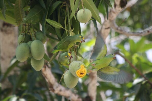 Wild Tui Parakeets feed on fruits