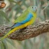 Wild female Turquoise Parrot perches on a limb