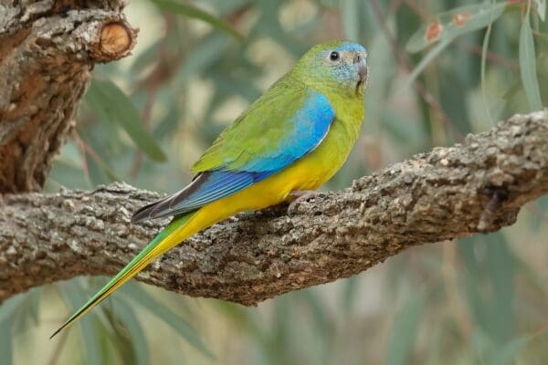 Wild female Turquoise Parrot perches on a limb