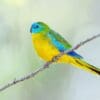 A wild male Turquoise Parrot perches on a twig