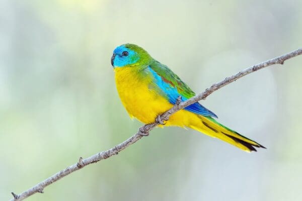 A wild male Turquoise Parrot perches on a twig