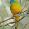 A wild Turquoise Parrot perches in a tree