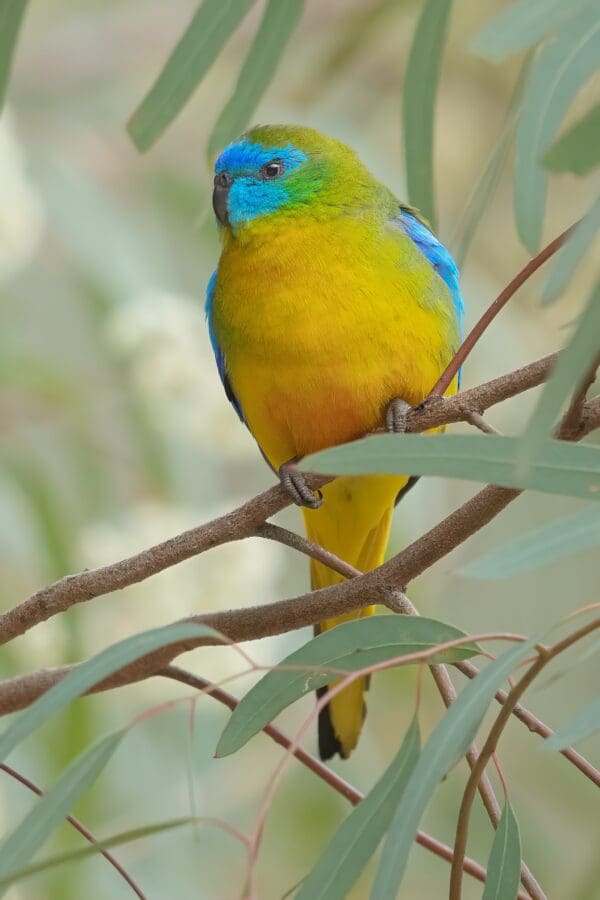 A wild Turquoise Parrot perches in a tree