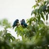 Wild Ultramarine Lorikeets perch in a tree