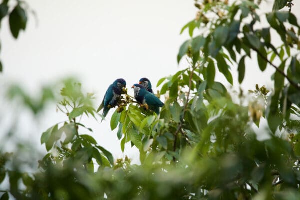 Wild Ultramarine Lorikeets perch in a tree