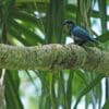 © James Eaton, CC0, via Wikimedia Commons A wild Ultramarine Lorikeet perches on a limb