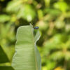 A wild Ultramarine Lorikeet hides behind a giant leaf