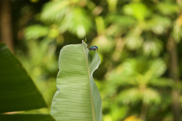 A wild Ultramarine Lorikeet hides behind a giant leaf