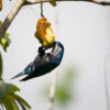 A wild Ultramarine Lorikeet hangs from fruit
