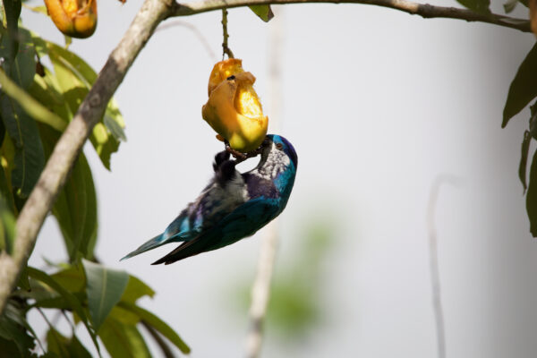 A wild Ultramarine Lorikeet hangs from fruit