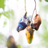 A wild Ultramarine Lorikeet hangs upside down to feed
