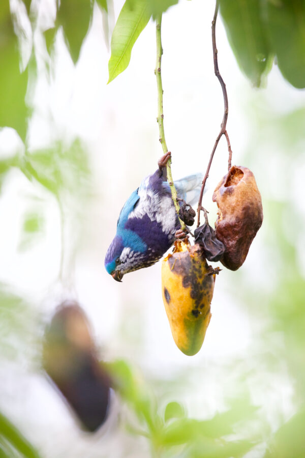 A wild Ultramarine Lorikeet hangs upside down to feed