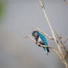 A wild Ultramarine Lorikeet perches on a branch