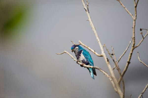 A wild Ultramarine Lorikeet perches on a branch