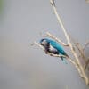 A wild Ultramarine Lorikeet perches on a branch