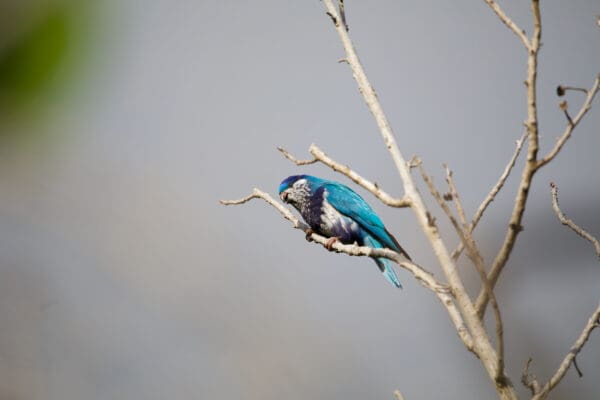 A wild Ultramarine Lorikeet perches on a branch