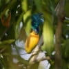 A wild Ultramarine Lorikeet feeds on fruit