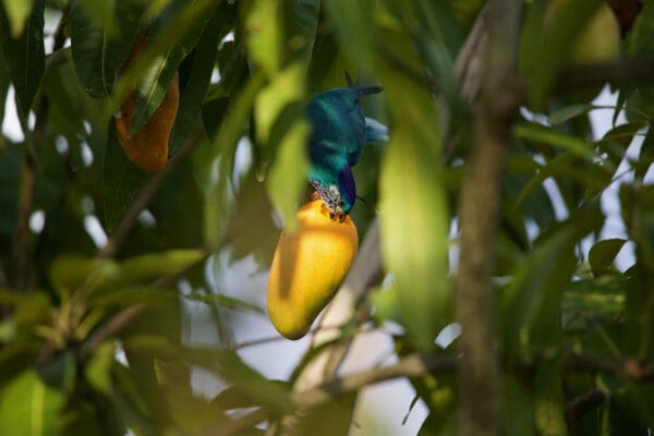 A wild Ultramarine Lorikeet feeds on fruit