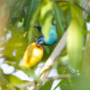 A wild Ultramarine Lorikeet feeds on fruit