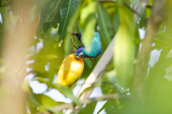A wild Ultramarine Lorikeet feeds on fruit