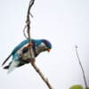 A wild Ultramarine Lorikeet perches on a leaf