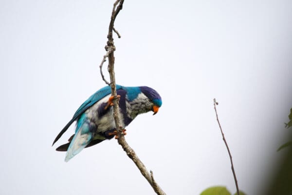 A wild Ultramarine Lorikeet perches on a leaf