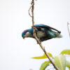 A wild Ultramarine Lorikeet perches on a leaf