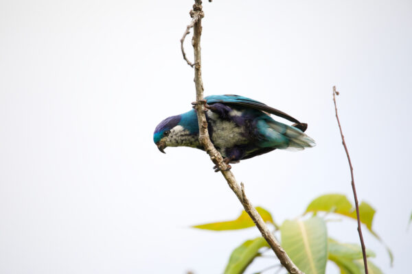 A wild Ultramarine Lorikeet perches on a leaf