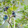 Wild Ultramarine Lorikeets perch in a tree