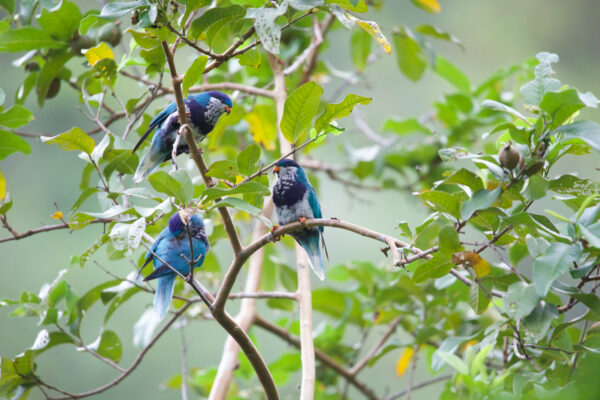 Wild Ultramarine Lorikeets perch in a tree